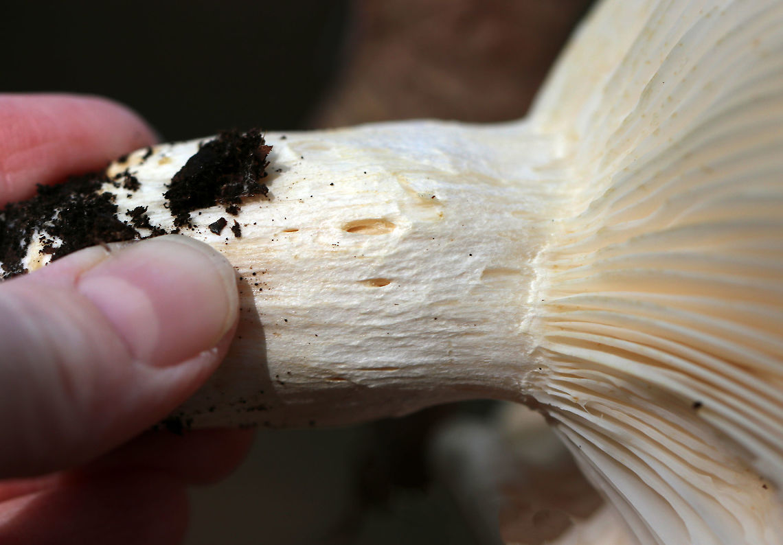 Hygrophorus sordidus Cap: 5-8 cm; nearly flat; white with a dingy center<br />
<br />
Gills: Distant; white; attached and slightly decurrent<br />
<br />
Stem: Dry; whitish<br />
<br />
Habitat: Deciduous forest (oak, birch, beech, hickory, maple...)<br />
<figure class="photo"><a href="https://www.jungledragon.com/image/75766/hygrophorus_sordidus.html" title="Hygrophorus sordidus"><img src="https://s3.amazonaws.com/media.jungledragon.com/images/3232/75766_thumb.jpg?AWSAccessKeyId=05GMT0V3GWVNE7GGM1R2&Expires=1759968010&Signature=xsO4nOpn6zCZeiIWVREvu5Fbufc%3D" width="200" height="148" alt="Hygrophorus sordidus Cap: 5-8 cm; nearly flat; white with a dingy center<br />
<br />
Gills: Distant; white; attached and slightly decurrent<br />
<br />
Stem: Dry; whitish<br />
<br />
Habitat: Deciduous forest (oak, birch, beech, hickory, maple...)<br />
https://www.jungledragon.com/image/75769/hygrophorus_sordidus.html<br />
https://www.jungledragon.com/image/75768/hygrophorus_sordidus.html<br />
https://www.jungledragon.com/image/75767/hygrophorus_sordidus.html Fall,Geotagged,Hygrophorus sordidus,United States,fungus,hygrophorus,mushroom" /></a></figure><br />
<figure class="photo"><a href="https://www.jungledragon.com/image/75769/hygrophorus_sordidus.html" title="Hygrophorus sordidus"><img src="https://s3.amazonaws.com/media.jungledragon.com/images/3232/75769_thumb.jpg?AWSAccessKeyId=05GMT0V3GWVNE7GGM1R2&Expires=1759968010&Signature=Zh5MSkGTofCwfFjRFCLG7Q35Bu8%3D" width="200" height="134" alt="Hygrophorus sordidus Cap: 5-8 cm; nearly flat; white with a dingy center<br />
<br />
Gills: Distant; white; attached and slightly decurrent<br />
<br />
Stem: Dry; whitish<br />
<br />
Habitat: Deciduous forest (oak, birch, beech, hickory, maple...)<br />
https://www.jungledragon.com/image/75766/hygrophorus_sordidus.html<br />
https://www.jungledragon.com/image/75768/hygrophorus_sordidus.html<br />
https://www.jungledragon.com/image/75767/hygrophorus_sordidus.html Fall,Geotagged,Hygrophorus sordidus,United States" /></a></figure><br />
<figure class="photo"><a href="https://www.jungledragon.com/image/75767/hygrophorus_sordidus.html" title="Hygrophorus sordidus"><img src="https://s3.amazonaws.com/media.jungledragon.com/images/3232/75767_thumb.jpg?AWSAccessKeyId=05GMT0V3GWVNE7GGM1R2&Expires=1759968010&Signature=eSXlGza0hWqt1ZaylQ82%2FeO5rtM%3D" width="200" height="144" alt="Hygrophorus sordidus Cap: 5-8 cm; nearly flat; white with a dingy center<br />
<br />
Gills: Distant; white; attached and slightly decurrent<br />
<br />
Stem: Dry; whitish<br />
<br />
Habitat: Deciduous forest (oak, birch, beech, hickory, maple...)<br />
https://www.jungledragon.com/image/75768/hygrophorus_sordidus.html<br />
https://www.jungledragon.com/image/75769/hygrophorus_sordidus.html<br />
https://www.jungledragon.com/image/75766/hygrophorus_sordidus.html Fall,Geotagged,Hygrophorus sordidus,United States" /></a></figure> Fall,Geotagged,Hygrophorus sordidus,United States