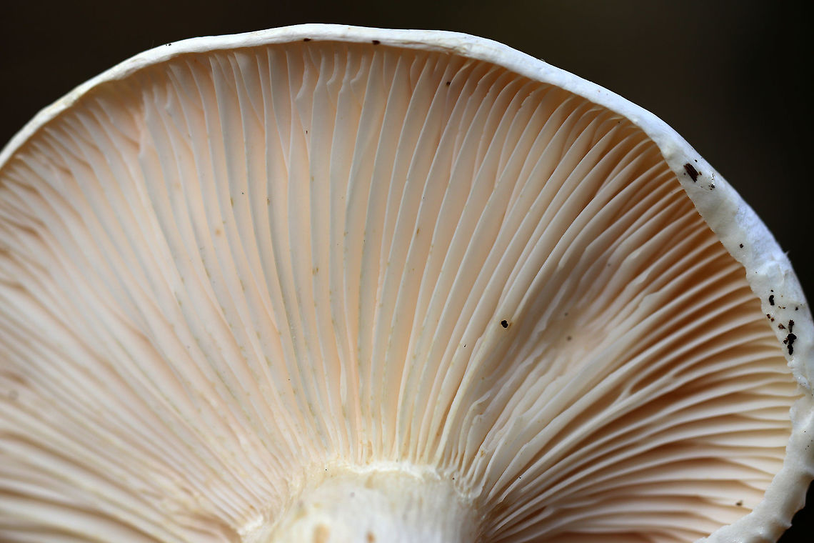 Hygrophorus sordidus Cap: 5-8 cm; nearly flat; white with a dingy center<br />
<br />
Gills: Distant; white; attached and slightly decurrent<br />
<br />
Stem: Dry; whitish<br />
<br />
Habitat: Deciduous forest (oak, birch, beech, hickory, maple...)<br />
<figure class="photo"><a href="https://www.jungledragon.com/image/75766/hygrophorus_sordidus.html" title="Hygrophorus sordidus"><img src="https://s3.amazonaws.com/media.jungledragon.com/images/3232/75766_thumb.jpg?AWSAccessKeyId=05GMT0V3GWVNE7GGM1R2&Expires=1759968010&Signature=xsO4nOpn6zCZeiIWVREvu5Fbufc%3D" width="200" height="148" alt="Hygrophorus sordidus Cap: 5-8 cm; nearly flat; white with a dingy center<br />
<br />
Gills: Distant; white; attached and slightly decurrent<br />
<br />
Stem: Dry; whitish<br />
<br />
Habitat: Deciduous forest (oak, birch, beech, hickory, maple...)<br />
https://www.jungledragon.com/image/75769/hygrophorus_sordidus.html<br />
https://www.jungledragon.com/image/75768/hygrophorus_sordidus.html<br />
https://www.jungledragon.com/image/75767/hygrophorus_sordidus.html Fall,Geotagged,Hygrophorus sordidus,United States,fungus,hygrophorus,mushroom" /></a></figure><br />
<figure class="photo"><a href="https://www.jungledragon.com/image/75768/hygrophorus_sordidus.html" title="Hygrophorus sordidus"><img src="https://s3.amazonaws.com/media.jungledragon.com/images/3232/75768_thumb.jpg?AWSAccessKeyId=05GMT0V3GWVNE7GGM1R2&Expires=1759968010&Signature=N0ZNQxvcrF4IaMS%2BlcBUelIFoMA%3D" width="200" height="140" alt="Hygrophorus sordidus Cap: 5-8 cm; nearly flat; white with a dingy center<br />
<br />
Gills: Distant; white; attached and slightly decurrent<br />
<br />
Stem: Dry; whitish<br />
<br />
Habitat: Deciduous forest (oak, birch, beech, hickory, maple...)<br />
https://www.jungledragon.com/image/75766/hygrophorus_sordidus.html<br />
https://www.jungledragon.com/image/75769/hygrophorus_sordidus.html<br />
https://www.jungledragon.com/image/75767/hygrophorus_sordidus.html Fall,Geotagged,Hygrophorus sordidus,United States" /></a></figure><br />
<figure class="photo"><a href="https://www.jungledragon.com/image/75767/hygrophorus_sordidus.html" title="Hygrophorus sordidus"><img src="https://s3.amazonaws.com/media.jungledragon.com/images/3232/75767_thumb.jpg?AWSAccessKeyId=05GMT0V3GWVNE7GGM1R2&Expires=1759968010&Signature=eSXlGza0hWqt1ZaylQ82%2FeO5rtM%3D" width="200" height="144" alt="Hygrophorus sordidus Cap: 5-8 cm; nearly flat; white with a dingy center<br />
<br />
Gills: Distant; white; attached and slightly decurrent<br />
<br />
Stem: Dry; whitish<br />
<br />
Habitat: Deciduous forest (oak, birch, beech, hickory, maple...)<br />
https://www.jungledragon.com/image/75768/hygrophorus_sordidus.html<br />
https://www.jungledragon.com/image/75769/hygrophorus_sordidus.html<br />
https://www.jungledragon.com/image/75766/hygrophorus_sordidus.html Fall,Geotagged,Hygrophorus sordidus,United States" /></a></figure> Fall,Geotagged,Hygrophorus sordidus,United States