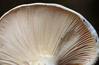 Hygrophorus sordidus Cap: 5-8 cm; nearly flat; white with a dingy center<br />
<br />
Gills: Distant; white; attached and slightly decurrent<br />
<br />
Stem: Dry; whitish<br />
<br />
Habitat: Deciduous forest (oak, birch, beech, hickory, maple...)<br />
https://www.jungledragon.com/image/75766/hygrophorus_sordidus.html<br />
https://www.jungledragon.com/image/75768/hygrophorus_sordidus.html<br />
https://www.jungledragon.com/image/75767/hygrophorus_sordidus.html Fall,Geotagged,Hygrophorus sordidus,United States
