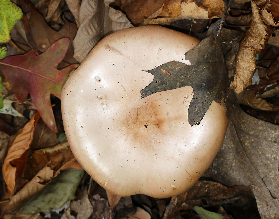 Wood Blewit - Lepista nuda Cap: Tan; smooth; inrolled, wavy margin; nearly flat<br />
<br />
Gills: Attached; buff/brownish<br />
<br />
Stem: Buff; enlarged base<br />
<br />
Habitat: Leaf litter of deciduous forest<br />
<br />
Fun fact: Lepista nuda sends out hyphae into the soil, which penetrate bacterial colonies and kill them by sucking up their nutrients.<br />
<figure class="photo"><a href="https://www.jungledragon.com/image/75775/wood_blewit_-_lepista_nuda.html" title="Wood Blewit - Lepista nuda"><img src="https://s3.amazonaws.com/media.jungledragon.com/images/3232/75775_thumb.jpg?AWSAccessKeyId=05GMT0V3GWVNE7GGM1R2&Expires=1759968010&Signature=gCj6AFXkKP0FjddREcQf9r8CqoY%3D" width="104" height="152" alt="Wood Blewit - Lepista nuda Cap: Tan; smooth; inrolled, wavy margin; nearly flat<br />
<br />
Gills: Attached; buff/brownish<br />
<br />
Stem: Buff; enlarged base<br />
<br />
Habitat: Leaf litter of deciduous forest<br />
<br />
Fun fact: Lepista nuda sends out hyphae into the soil, which penetrate bacterial colonies and kill them by sucking up their nutrients.<br />
https://www.jungledragon.com/image/75773/wood_blewit_-_lepista_nuda.html<br />
https://www.jungledragon.com/image/75774/wood_blewit_-_lepista_nuda.html Fall,Geotagged,Lepista nuda,United States,Wood blewit" /></a></figure><br />
<figure class="photo"><a href="https://www.jungledragon.com/image/75774/wood_blewit_-_lepista_nuda.html" title="Wood Blewit - Lepista nuda"><img src="https://s3.amazonaws.com/media.jungledragon.com/images/3232/75774_thumb.jpg?AWSAccessKeyId=05GMT0V3GWVNE7GGM1R2&Expires=1759968010&Signature=0o2%2F7nQYir%2BM47kGLAfIMVASjAY%3D" width="114" height="152" alt="Wood Blewit - Lepista nuda Cap: Tan; smooth; inrolled, wavy margin; nearly flat<br />
<br />
Gills: Attached; buff/brownish<br />
<br />
Stem: Buff; enlarged base<br />
<br />
Habitat: Leaf litter of deciduous forest<br />
<br />
Fun fact: Lepista nuda sends out hyphae into the soil, which penetrate bacterial colonies and kill them by sucking up their nutrients.<br />
https://www.jungledragon.com/image/75773/wood_blewit_-_lepista_nuda.html<br />
https://www.jungledragon.com/image/75775/wood_blewit_-_lepista_nuda.html Fall,Geotagged,Lepista nuda,United States,Wood blewit" /></a></figure> Fall,Geotagged,Lepista nuda,United States,Wood blewit,lepista,mushroom