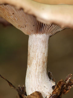 Wood Blewit - Lepista nuda Cap: Tan; smooth; inrolled, wavy margin; nearly flat

Gills: Attached; buff/brownish

Stem: Buff; enlarged base

Habitat: Leaf litter of deciduous forest

Fun fact: Lepista nuda sends out hyphae into the soil, which penetrate bacterial colonies and kill them by sucking up their nutrients.
https://www.jungledragon.com/image/75773/wood_blewit_-_lepista_nuda.html
https://www.jungledragon.com/image/75775/wood_blewit_-_lepista_nuda.html Fall,Geotagged,Lepista nuda,United States,Wood blewit