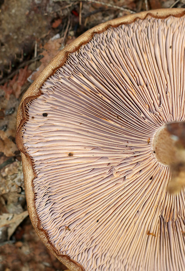 Wood Blewit - Lepista nuda Cap: Tan; smooth; inrolled, wavy margin; nearly flat<br />
<br />
Gills: Attached; buff/brownish<br />
<br />
Stem: Buff; enlarged base<br />
<br />
Habitat: Leaf litter of deciduous forest<br />
<br />
Fun fact: Lepista nuda sends out hyphae into the soil, which penetrate bacterial colonies and kill them by sucking up their nutrients.<br />
<figure class="photo"><a href="https://www.jungledragon.com/image/75773/wood_blewit_-_lepista_nuda.html" title="Wood Blewit - Lepista nuda"><img src="https://s3.amazonaws.com/media.jungledragon.com/images/3232/75773_thumb.jpg?AWSAccessKeyId=05GMT0V3GWVNE7GGM1R2&Expires=1767225610&Signature=oNTQ%2B8s3J2u0rM1kaV5iKjxVNEg%3D" width="200" height="158" alt="Wood Blewit - Lepista nuda Cap: Tan; smooth; inrolled, wavy margin; nearly flat<br />
<br />
Gills: Attached; buff/brownish<br />
<br />
Stem: Buff; enlarged base<br />
<br />
Habitat: Leaf litter of deciduous forest<br />
<br />
Fun fact: Lepista nuda sends out hyphae into the soil, which penetrate bacterial colonies and kill them by sucking up their nutrients.<br />
https://www.jungledragon.com/image/75775/wood_blewit_-_lepista_nuda.html<br />
https://www.jungledragon.com/image/75774/wood_blewit_-_lepista_nuda.html Fall,Geotagged,Lepista nuda,United States,Wood blewit,lepista,mushroom" /></a></figure><br />
<figure class="photo"><a href="https://www.jungledragon.com/image/75774/wood_blewit_-_lepista_nuda.html" title="Wood Blewit - Lepista nuda"><img src="https://s3.amazonaws.com/media.jungledragon.com/images/3232/75774_thumb.jpg?AWSAccessKeyId=05GMT0V3GWVNE7GGM1R2&Expires=1767225610&Signature=4bV8sU%2BkYYEp86b%2B2Fn9lwVbGik%3D" width="114" height="152" alt="Wood Blewit - Lepista nuda Cap: Tan; smooth; inrolled, wavy margin; nearly flat<br />
<br />
Gills: Attached; buff/brownish<br />
<br />
Stem: Buff; enlarged base<br />
<br />
Habitat: Leaf litter of deciduous forest<br />
<br />
Fun fact: Lepista nuda sends out hyphae into the soil, which penetrate bacterial colonies and kill them by sucking up their nutrients.<br />
https://www.jungledragon.com/image/75773/wood_blewit_-_lepista_nuda.html<br />
https://www.jungledragon.com/image/75775/wood_blewit_-_lepista_nuda.html Fall,Geotagged,Lepista nuda,United States,Wood blewit" /></a></figure> Fall,Geotagged,Lepista nuda,United States,Wood blewit
