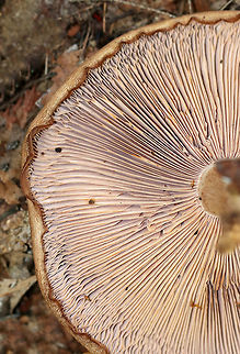 Wood Blewit - Lepista nuda Cap: Tan; smooth; inrolled, wavy margin; nearly flat

Gills: Attached; buff/brownish

Stem: Buff; enlarged base

Habitat: Leaf litter of deciduous forest

Fun fact: Lepista nuda sends out hyphae into the soil, which penetrate bacterial colonies and kill them by sucking up their nutrients.
https://www.jungledragon.com/image/75773/wood_blewit_-_lepista_nuda.html
https://www.jungledragon.com/image/75774/wood_blewit_-_lepista_nuda.html Fall,Geotagged,Lepista nuda,United States,Wood blewit