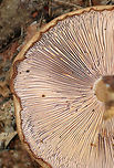 Wood Blewit - Lepista nuda Cap: Tan; smooth; inrolled, wavy margin; nearly flat<br />
<br />
Gills: Attached; buff/brownish<br />
<br />
Stem: Buff; enlarged base<br />
<br />
Habitat: Leaf litter of deciduous forest<br />
<br />
Fun fact: Lepista nuda sends out hyphae into the soil, which penetrate bacterial colonies and kill them by sucking up their nutrients.<br />
https://www.jungledragon.com/image/75773/wood_blewit_-_lepista_nuda.html<br />
https://www.jungledragon.com/image/75774/wood_blewit_-_lepista_nuda.html Fall,Geotagged,Lepista nuda,United States,Wood blewit