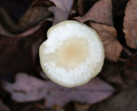 Snowy Waxcap - Cuphophyllus virgineus Cap: Flat with slight central depression; two-toned: white around margin and a pale yellowish center; faintly lined margin<br />
<br />
Gills: Decurrent; distant; frequent short gills<br />
<br />
Stem: Dry; whitish<br />
<br />
Habitat: Deciduous forest<br />
https://www.jungledragon.com/image/75777/snowy_waxcap_-_cuphophyllus_virgineus.html Cuphophyllus,Cuphophyllus virgineus,Fall,Geotagged,Snowy Waxcap,United States