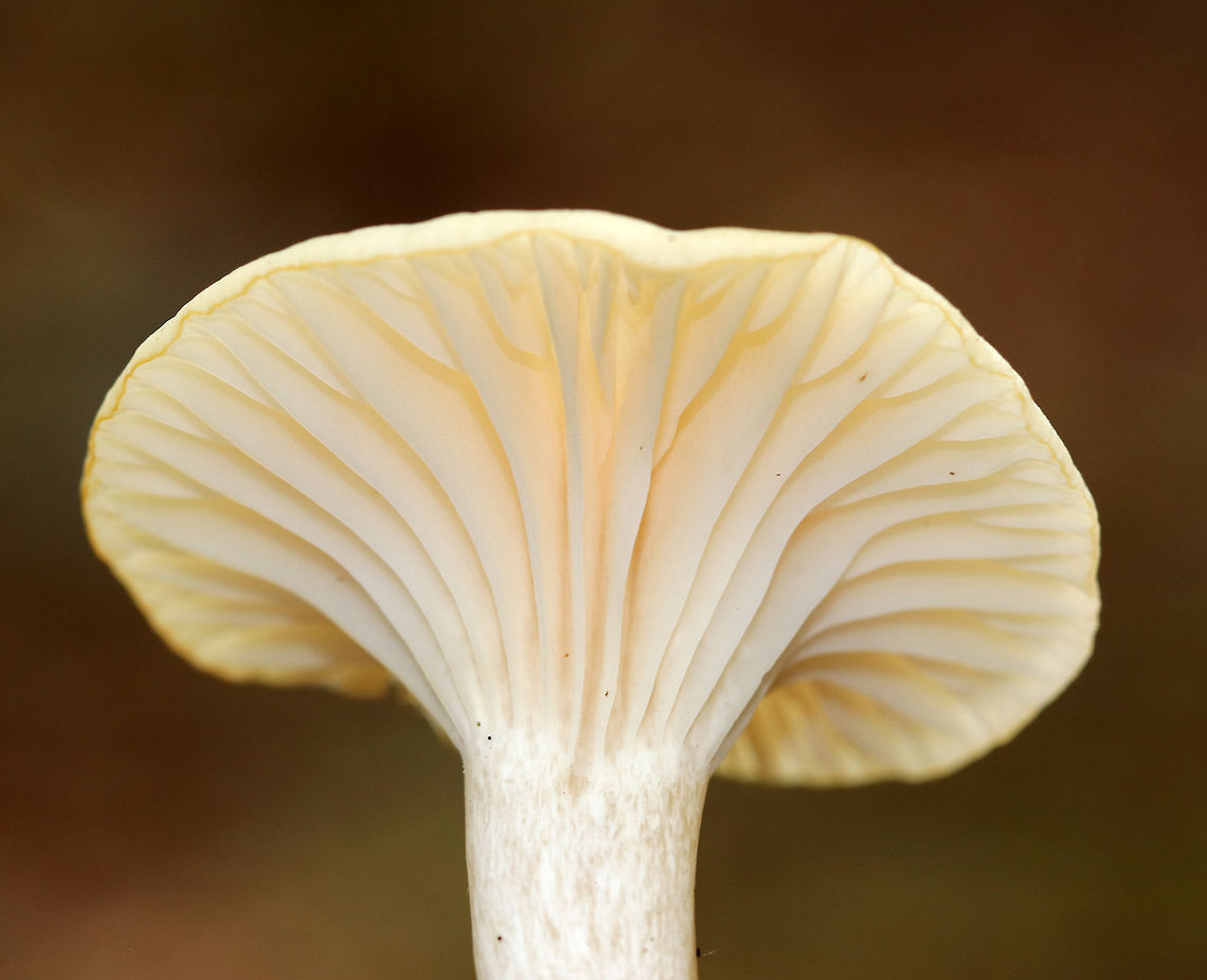 Snowy Waxcap - Cuphophyllus virgineus Cap: Flat with slight central depression; two-toned: white around margin and a pale yellowish center; faintly lined margin<br />
<br />
Gills: Decurrent; distant; frequent short gills<br />
<br />
Stem: Dry; whitish<br />
<br />
Habitat: Deciduous forest<br />
<figure class="photo"><a href="https://www.jungledragon.com/image/75776/snowy_waxcap_-_cuphophyllus_virgineus.html" title="Snowy Waxcap - Cuphophyllus virgineus"><img src="https://s3.amazonaws.com/media.jungledragon.com/images/3232/75776_thumb.jpg?AWSAccessKeyId=05GMT0V3GWVNE7GGM1R2&Expires=1763596810&Signature=THmr3vqF24xCu4%2BAby1fOcUNDKw%3D" width="200" height="164" alt="Snowy Waxcap - Cuphophyllus virgineus Cap: Flat with slight central depression; two-toned: white around margin and a pale yellowish center; faintly lined margin<br />
<br />
Gills: Decurrent; distant; frequent short gills<br />
<br />
Stem: Dry; whitish<br />
<br />
Habitat: Deciduous forest<br />
https://www.jungledragon.com/image/75777/snowy_waxcap_-_cuphophyllus_virgineus.html Cuphophyllus,Cuphophyllus virgineus,Fall,Geotagged,Snowy Waxcap,United States" /></a></figure> Cuphophyllus virgineus,Fall,Geotagged,Snowy Waxcap,United States