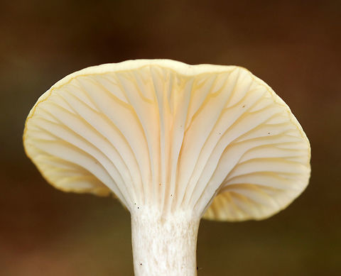 Snowy Waxcap - Cuphophyllus virgineus Cap: Flat with slight central depression; two-toned: white around margin and a pale yellowish center; faintly lined margin

Gills: Decurrent; distant; frequent short gills

Stem: Dry; whitish

Habitat: Deciduous forest
https://www.jungledragon.com/image/75776/snowy_waxcap_-_cuphophyllus_virgineus.html Cuphophyllus virgineus,Fall,Geotagged,Snowy Waxcap,United States
