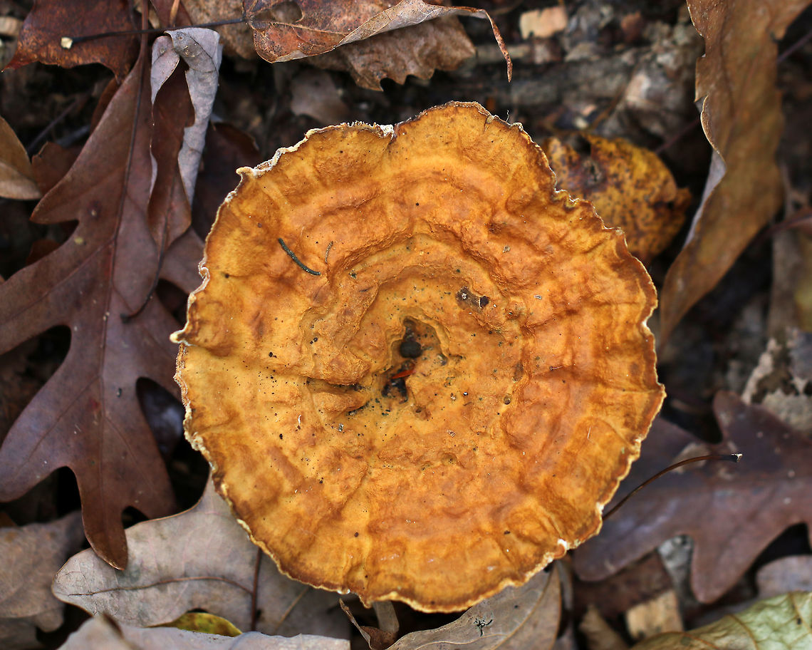 Mushroom - Polyporales So far, I have no idea what this is. No luck getting an ID on MO either.<br />
<br />
Habitat: Deciduous forest<br />
<figure class="photo"><a href="https://www.jungledragon.com/image/75779/mushroom_-_polyporales.html" title="Mushroom - Polyporales"><img src="https://s3.amazonaws.com/media.jungledragon.com/images/3232/75779_thumb.jpg?AWSAccessKeyId=05GMT0V3GWVNE7GGM1R2&Expires=1759968010&Signature=rdns1rqNCYuf6NFZ4f0h2rl8gZc%3D" width="200" height="154" alt="Mushroom - Polyporales So far, I have no idea what this is. No luck getting an ID on MO either.<br />
<br />
Habitat: Deciduous forest<br />
https://www.jungledragon.com/image/75778/mushroom_-_polyporales.html Fall,Geotagged,United States" /></a></figure> Fall,Geotagged,Polyporales,United States,mushroom