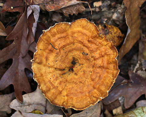 Mushroom - Polyporales So far, I have no idea what this is. No luck getting an ID on MO either.

Habitat: Deciduous forest
https://www.jungledragon.com/image/75779/mushroom_-_polyporales.html Fall,Geotagged,Polyporales,United States,mushroom