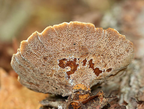 Mushroom - Polyporales So far, I have no idea what this is. No luck getting an ID on MO either.

Habitat: Deciduous forest
https://www.jungledragon.com/image/75778/mushroom_-_polyporales.html Fall,Geotagged,United States