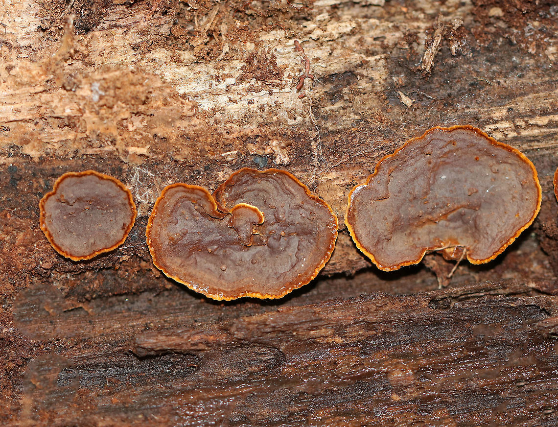 Hymenochaete rubiginosa <br />
Habitat: Rotting, decorticated wood in a mixed forest. It is likely hardwood.<br />
<figure class="photo"><a href="https://www.jungledragon.com/image/89327/hymenochaete_rubiginosa.html" title="Hymenochaete rubiginosa"><img src="https://s3.amazonaws.com/media.jungledragon.com/images/3232/89327_thumb.jpg?AWSAccessKeyId=05GMT0V3GWVNE7GGM1R2&Expires=1767225610&Signature=Eyq%2BHh0VHo5aOlowBoDnv5clPPU%3D" width="200" height="154" alt="Hymenochaete rubiginosa Habitat: Rotting, decorticated wood in a mixed forest. It is likely hardwood.<br />
https://www.jungledragon.com/image/75780/fungus_-_polyporales.html Fall,Geotagged,Hymenochaete,Hymenochaete rubiginosa,Oak Curtain Crust,United States" /></a></figure> Fall,Geotagged,Hymenochaete,Hymenochaete rubiginosa,Oak Curtain Crust,United States