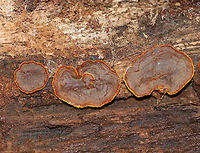 Hymenochaete rubiginosa <br />
Habitat: Rotting, decorticated wood in a mixed forest. It is likely hardwood.<br />
https://www.jungledragon.com/image/89327/fungus_-_polyporales.html Fall,Geotagged,Hymenochaete,Hymenochaete rubiginosa,Oak Curtain Crust,United States