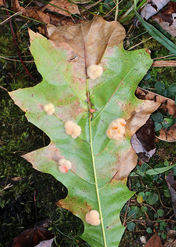 Woolly Oak Gall - Callirhytis lanata Fuzzy, tan, detachable galls on the leaves of oak (Quercus rubra, I think). The galls drop off the leaves in October, and the adults emerge in the second, third, or fourth spring.<br />
<br />
Habitat: Oak (Quercus sp.)<br />
<figure class="photo"><a href="https://www.jungledragon.com/image/75782/woolly_oak_gall_-_callirhytis_lanata.html" title="Woolly Oak Gall - Callirhytis lanata"><img src="https://s3.amazonaws.com/media.jungledragon.com/images/3232/75782_thumb.jpg?AWSAccessKeyId=05GMT0V3GWVNE7GGM1R2&Expires=1770854410&Signature=FQAESP4831NPdpe4m2GABp1GUQM%3D" width="116" height="152" alt="Woolly Oak Gall - Callirhytis lanata Fuzzy, tan, detachable galls on the leaves of oak (Quercus rubra, I think). The galls drop off the leaves in October, and the adults emerge in the second, third, or fourth spring.<br />
<br />
Habitat: Oak (Quercus sp.)<br />
https://www.jungledragon.com/image/75781/woolly_oak_gall_-_callirhytis_lanata.html Callirhytis lanata,Fall,Geotagged,United States,Woolly Oak Gall" /></a></figure> Callirhytis lanata,Fall,Geotagged,United States,Woolly Oak Gall