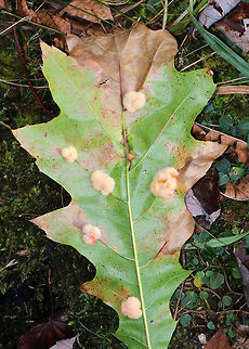 Woolly Oak Gall - Callirhytis lanata Fuzzy, tan, detachable galls on the leaves of oak (Quercus rubra, I think). The galls drop off the leaves in October, and the adults emerge in the second, third, or fourth spring.

Habitat: Oak (Quercus sp.)
https://www.jungledragon.com/image/75782/woolly_oak_gall_-_callirhytis_lanata.html Callirhytis lanata,Fall,Geotagged,United States,Woolly Oak Gall