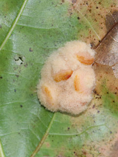 Woolly Oak Gall - Callirhytis lanata Fuzzy, tan, detachable galls on the leaves of oak (Quercus rubra, I think). The galls drop off the leaves in October, and the adults emerge in the second, third, or fourth spring.

Habitat: Oak (Quercus sp.)
https://www.jungledragon.com/image/75781/woolly_oak_gall_-_callirhytis_lanata.html Callirhytis lanata,Fall,Geotagged,United States,Woolly Oak Gall
