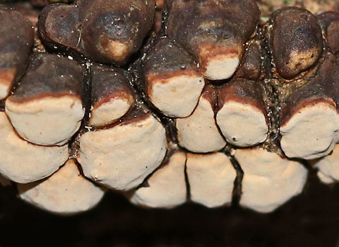 Ceramic Fungus - Xylobolus frustulatus Habitat: Rotting wood Ceramic fungus,Fall,Geotagged,United States,Xylobolus,Xylobolus frustulatus,fungus