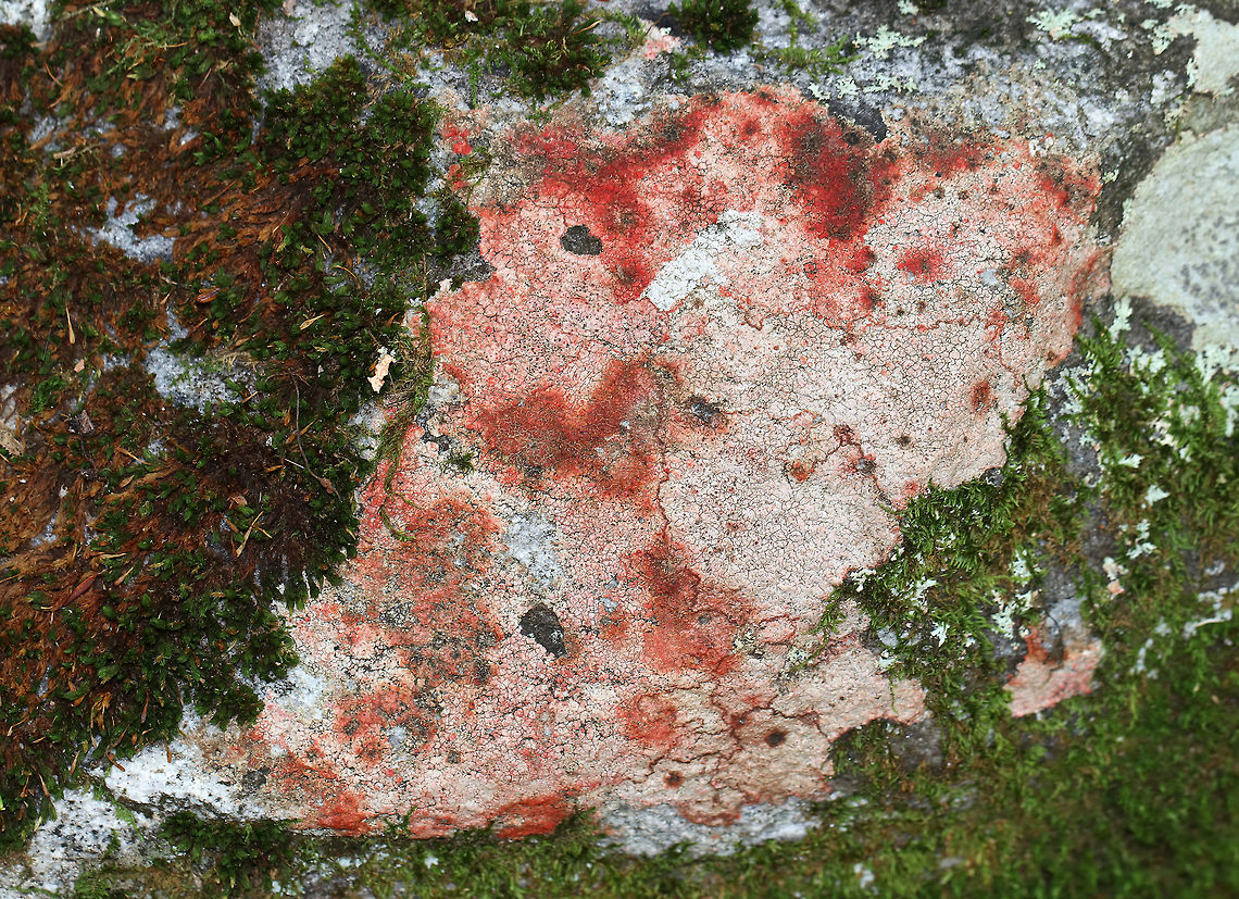 Verrucaria Lichen - Verrucaria sp. I'm not sure the cause of the red coloring, but it sure was cool!<br />
<br />
Habitat: Mossy rock in a mixed forest Fall,Geotagged,United States