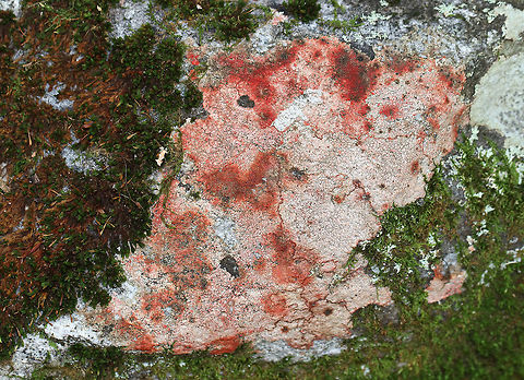 Verrucaria Lichen - Verrucaria sp. I'm not sure the cause of the red coloring, but it sure was cool!

Habitat: Mossy rock in a mixed forest Fall,Geotagged,United States