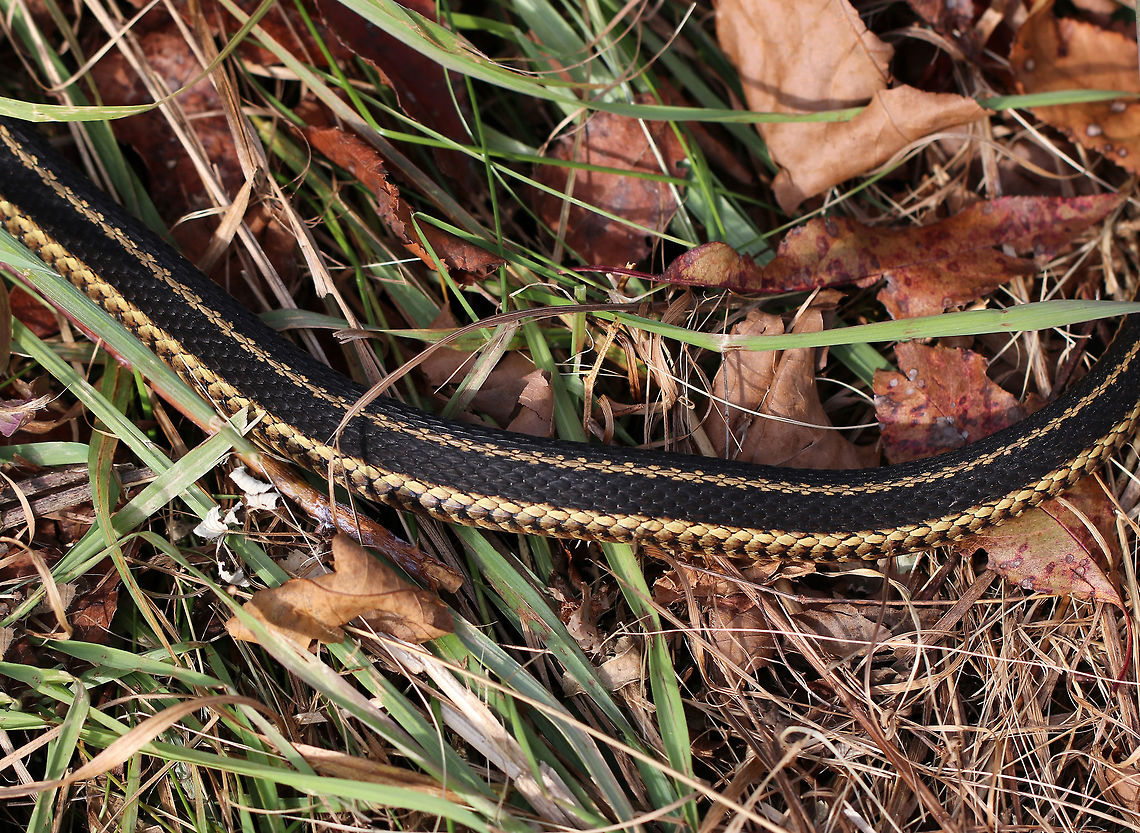Common Garter Snake - Thamnophis sirtalis sirtalis Someone&#039;s hiding in the meadow! Common Garter Snake,Eastern Garter Snake,Fall,Geotagged,Thamnophis sirtalis,Thamnophis sirtalis sirtalis,United States