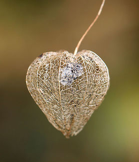 Groundcherries - Physalis sp. 
Habitat: Large, open meadow
https://www.jungledragon.com/image/75825/unknown_plant_-_dry_seed_pod.html
https://www.jungledragon.com/image/75824/unknown_plant_-_dry_seed_pod.html Fall,Geotagged,United States,physalis