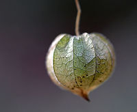 Groundcherries - Physalis sp. Habitat: Large, open meadow<br />
https://www.jungledragon.com/image/75823/unknown_plant_-_dry_seed_pod.html<br />
https://www.jungledragon.com/image/75825/unknown_plant_-_dry_seed_pod.html Fall,Geotagged,Physalis,United States,groundcherry