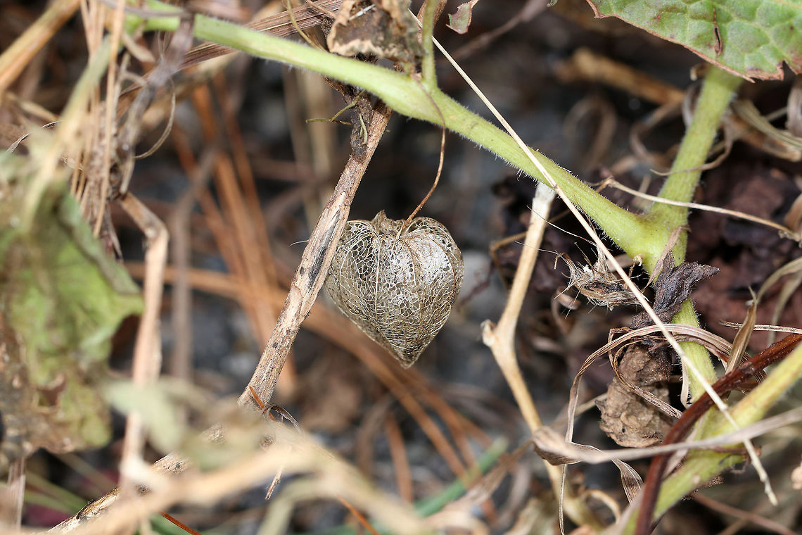 Groundcherries - Physalis sp. Habitat: Large, open meadow<br />
<figure class="photo"><a href="https://www.jungledragon.com/image/75823/groundcherries_-_physalis_sp.html" title="Groundcherries - Physalis sp."><img src="https://s3.amazonaws.com/media.jungledragon.com/images/3232/75823_thumb.jpg?AWSAccessKeyId=05GMT0V3GWVNE7GGM1R2&Expires=1770854410&Signature=MHso1PMyk337bsEM5FKMnYndFJs%3D" width="132" height="152" alt="Groundcherries - Physalis sp. <br />
Habitat: Large, open meadow<br />
https://www.jungledragon.com/image/75825/unknown_plant_-_dry_seed_pod.html<br />
https://www.jungledragon.com/image/75824/unknown_plant_-_dry_seed_pod.html Fall,Geotagged,United States,physalis" /></a></figure><br />
<figure class="photo"><a href="https://www.jungledragon.com/image/75824/groundcherries_-_physalis_sp.html" title="Groundcherries - Physalis sp."><img src="https://s3.amazonaws.com/media.jungledragon.com/images/3232/75824_thumb.jpg?AWSAccessKeyId=05GMT0V3GWVNE7GGM1R2&Expires=1770854410&Signature=uU7Gg2I%2B2%2Bhx63jOn1lZfTD%2BQK0%3D" width="200" height="164" alt="Groundcherries - Physalis sp. Habitat: Large, open meadow<br />
https://www.jungledragon.com/image/75823/unknown_plant_-_dry_seed_pod.html<br />
https://www.jungledragon.com/image/75825/unknown_plant_-_dry_seed_pod.html Fall,Geotagged,Physalis,United States,groundcherry" /></a></figure> Fall,Geotagged,United States