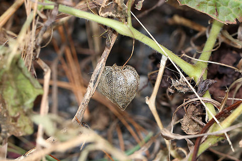Groundcherries - Physalis sp. Habitat: Large, open meadow
https://www.jungledragon.com/image/75823/unknown_plant_-_dry_seed_pod.html
https://www.jungledragon.com/image/75824/unknown_plant_-_dry_seed_pod.html Fall,Geotagged,United States