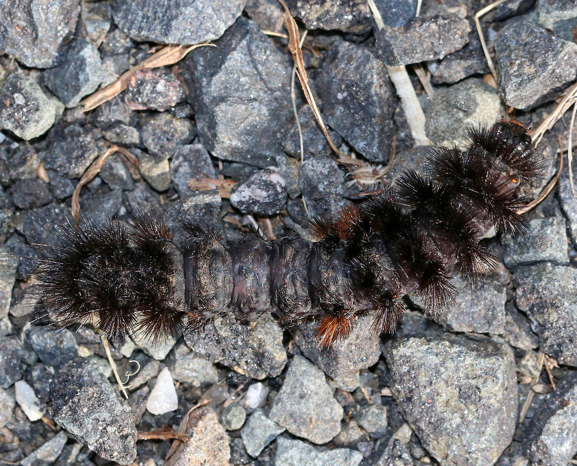 Woolly Bear Caterpillar - Pyrrharctia isabella This caterpillar did not look healthy, but it was alive and acting typically.  It may have been injured, diseased, or parasitized.  <br />
<br />
Habitat: Crossing a walking trail through a meadow Banded woolly bear,Fall,Geotagged,Pyrrharctia isabella,United States,caterpillar