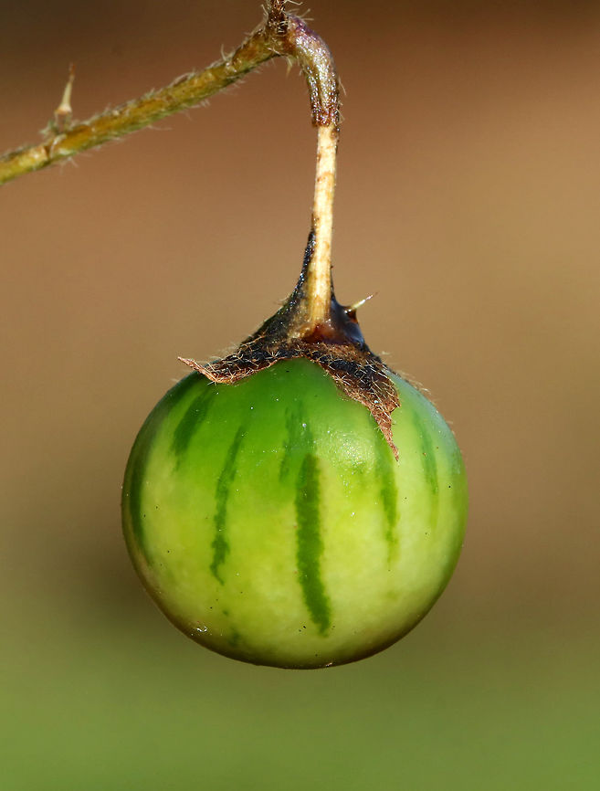 Carolina Horsenettle Fruit - Solanum carolinense The fruit of Carolina Horsenettle resembles cherry tomatoes - immature fruit is dark green with stripes; as it matures, the fruit turns yellow and wrinkles. <br />
<br />
All parts of this plant are poisonous to varying degrees due to the presence of solanine, which is a toxic alkaloid. Ingesting any part of the plant can cause fever, headache, nausea, vomiting, and diarrhea. However, ingesting the fruit can cause severe abdominal pain, circulatory and respiratory depression, and death. I spotted lots of these fruits in various states of decay throughout a meadow. A good clue that a fruit may be toxic is when they are still left in nature after a long winter - not even the animals will eat them. Carolina horsenettle,Fall,Geotagged,Solanum carolinense,United States,fruit,solanum