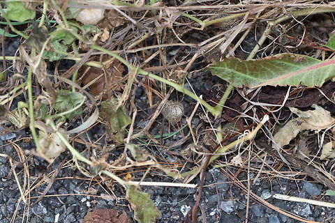 Groundcherries - Physalis sp. 
Habitat: Large, open meadow Fall,Geotagged,United States,physalis