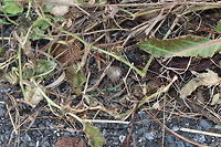 Groundcherries - Physalis sp. <br />
Habitat: Large, open meadow Fall,Geotagged,United States,physalis