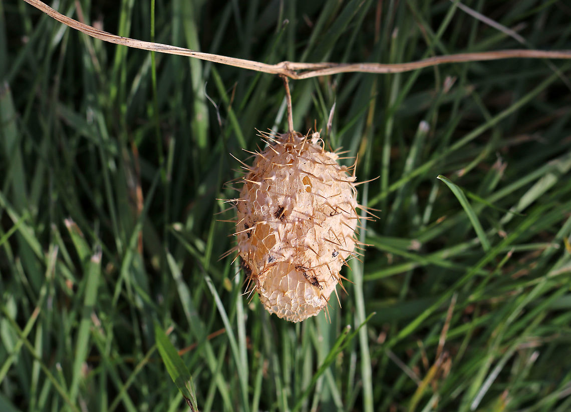 Wild Cucumber - Echinocystis lobata The fruit is a pod-like container that is covered with spines and holds 4 seeds. It kind of looks like a spiny watermelon. It turns papery brown as seeds ripen. Once ripe, the bottom of the pod opens up, dropping the seed to the ground. <br />
<br />
Habitat: Along the edge of a meadow<br />
<figure class="photo"><a href="https://www.jungledragon.com/image/75844/wild_cucumber_-_echinocystis_lobata.html" title="Wild Cucumber - Echinocystis lobata"><img src="https://s3.amazonaws.com/media.jungledragon.com/images/3232/75844_thumb.jpg?AWSAccessKeyId=05GMT0V3GWVNE7GGM1R2&Expires=1759968010&Signature=QgHpIeOB%2F5z3DcPoh1h0ZVWl3jA%3D" width="118" height="152" alt="Wild Cucumber - Echinocystis lobata The fruit is a pod-like container that is covered with spines and holds 4 seeds. It kind of looks like a spiny watermelon. It turns papery brown as seeds ripen. Once ripe, the bottom of the pod opens up, dropping the seed to the ground. <br />
<br />
Habitat: Along the edge of a meadow<br />
https://www.jungledragon.com/image/75843/wild_cucumber_-_echinocystis_lobata.html Echinocystis lobata,Fall,Geotagged,Prickly cucumber,United States" /></a></figure> Echinocystis lobata,Fall,Geotagged,Prickly cucumber,United States