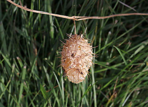 Wild Cucumber - Echinocystis lobata The fruit is a pod-like container that is covered with spines and holds 4 seeds. It kind of looks like a spiny watermelon. It turns papery brown as seeds ripen. Once ripe, the bottom of the pod opens up, dropping the seed to the ground. 

Habitat: Along the edge of a meadow
https://www.jungledragon.com/image/75844/wild_cucumber_-_echinocystis_lobata.html Echinocystis lobata,Fall,Geotagged,Prickly cucumber,United States
