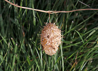 Wild Cucumber - Echinocystis lobata The fruit is a pod-like container that is covered with spines and holds 4 seeds. It kind of looks like a spiny watermelon. It turns papery brown as seeds ripen. Once ripe, the bottom of the pod opens up, dropping the seed to the ground. <br />
<br />
Habitat: Along the edge of a meadow<br />
https://www.jungledragon.com/image/75844/wild_cucumber_-_echinocystis_lobata.html Echinocystis lobata,Fall,Geotagged,Prickly cucumber,United States