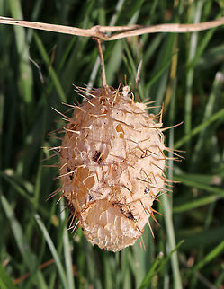 Wild Cucumber - Echinocystis lobata The fruit is a pod-like container that is covered with spines and holds 4 seeds. It kind of looks like a spiny watermelon. It turns papery brown as seeds ripen. Once ripe, the bottom of the pod opens up, dropping the seed to the ground. 

Habitat: Along the edge of a meadow
https://www.jungledragon.com/image/75843/wild_cucumber_-_echinocystis_lobata.html Echinocystis lobata,Fall,Geotagged,Prickly cucumber,United States