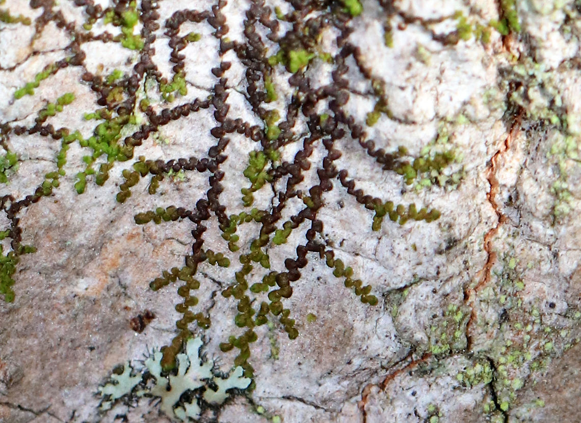 New York Scalewort - Frullania eboracensis A leafy liverwort that forms a low-spreading mat of irregularly branched, leafy stems. The mat of leafy stems clings tightly to the underlying surface. The individual leafy stems are only 1 mm across; some were green and others were reddish brown. They are generally green in summer and reddish brown in winter. Along the stems, there are alternate leaves that partially overlap each other. The lower lobes of the leaves can store water, which enables these miniature plants to withstand dry spells for a long period of time. <br />
<br />
Habitat: Hardwood trees along a river Fall,Frullania eboracensis,Geotagged,New York Scalewort,United States,liverwort