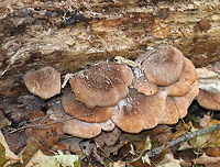 Bear Paws - Lentinellus ursinus Brown, semi-circular caps with irregular, inrolled margins. They had dark brown fuzz near the base. No stems. Gills were close and cream-colored.<br />
<br />
Habitat: Growing on rotting, decorticated wood in a deciduous forest dominated by sycamore.<br />
https://www.jungledragon.com/image/75848/bear_paws_-_lentinellus_ursinus.html<br />
 Bear Lentinellus,Fall,Geotagged,Lentinellus ursinus,United States