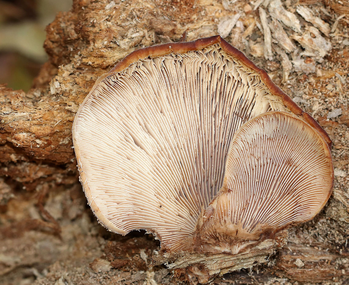 Bear Paws - Lentinellus ursinus Brown, semi-circular caps with irregular, inrolled margins. They had dark brown fuzz near the base. No stems. Gills were close and cream-colored.<br />
<br />
Habitat: Growing on rotting, decorticated wood in a deciduous forest dominated by sycamore.<br />
<figure class="photo"><a href="https://www.jungledragon.com/image/75847/bear_paws_-_lentinellus_ursinus.html" title="Bear Paws - Lentinellus ursinus"><img src="https://s3.amazonaws.com/media.jungledragon.com/images/3232/75847_thumb.jpg?AWSAccessKeyId=05GMT0V3GWVNE7GGM1R2&Expires=1759968010&Signature=1msEhI70VdXSjsY3fQR1xvyqFpg%3D" width="200" height="152" alt="Bear Paws - Lentinellus ursinus Brown, semi-circular caps with irregular, inrolled margins. They had dark brown fuzz near the base. No stems. Gills were close and cream-colored.<br />
<br />
Habitat: Growing on rotting, decorticated wood in a deciduous forest dominated by sycamore.<br />
https://www.jungledragon.com/image/75848/bear_paws_-_lentinellus_ursinus.html<br />
 Bear Lentinellus,Fall,Geotagged,Lentinellus ursinus,United States" /></a></figure> Bear Lentinellus,Fall,Geotagged,Lentinellus ursinus,United States