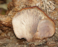 Bear Paws - Lentinellus ursinus Brown, semi-circular caps with irregular, inrolled margins. They had dark brown fuzz near the base. No stems. Gills were close and cream-colored.<br />
<br />
Habitat: Growing on rotting, decorticated wood in a deciduous forest dominated by sycamore.<br />
https://www.jungledragon.com/image/75847/bear_paws_-_lentinellus_ursinus.html Bear Lentinellus,Fall,Geotagged,Lentinellus ursinus,United States