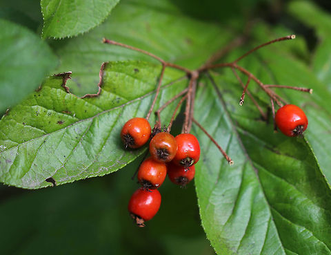 Red Chokeberry - Aronia arbutifolia The common name is very appropriate in that these berries are very astringent and hard to choke down.

Habitat: Wetland Aronia,Aronia arbutifolia,Fall,Geotagged,United States,chokeberry,red chokeberry