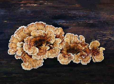 Trametes ochracea Habitat: Rotten wood in a mixed forest Fall,Geotagged,Trametes ochracea,United States