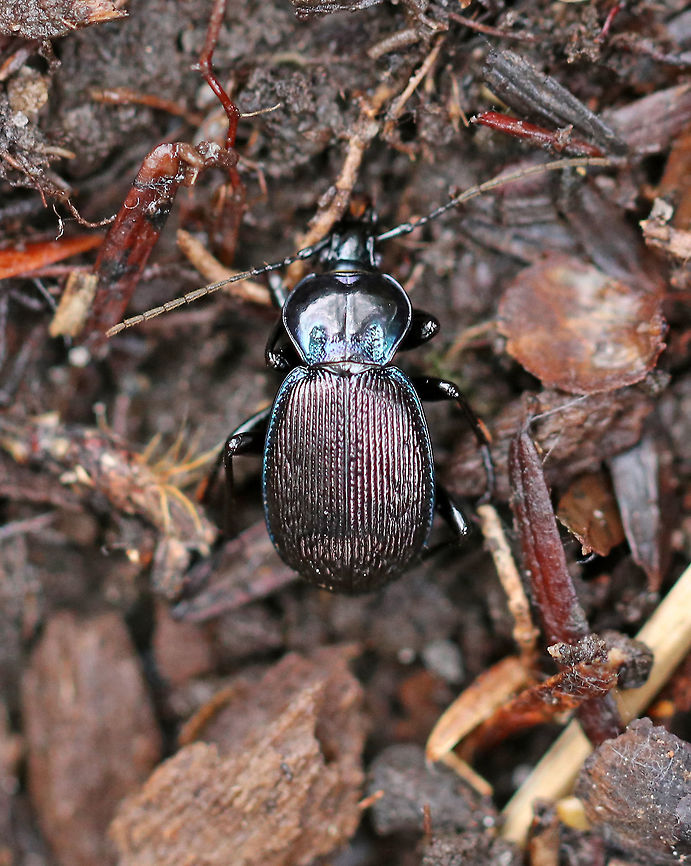 Small Snail-eating Beetle - Sphaeroderus stenostomus TL: ~12 mm . Elongate/oval, somewhat flattened body; Pronotal depressions; bluish elytral margins; punctostriate elytra; black tarsi<br />
<br />
Habitat: Moist woodland  Fall,Geotagged,Sphaeroderus,Sphaeroderus stenostomus,United States,beetle
