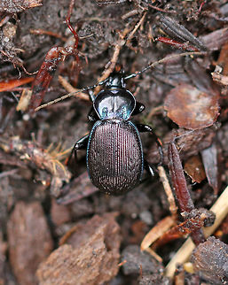Small Snail-eating Beetle - Sphaeroderus stenostomus TL: ~12 mm . Elongate/oval, somewhat flattened body; Pronotal depressions; bluish elytral margins; punctostriate elytra; black tarsi
Habitat: Moist woodland Fall,Geotagged,Sphaeroderus,Sphaeroderus stenostomus,United States,beetle