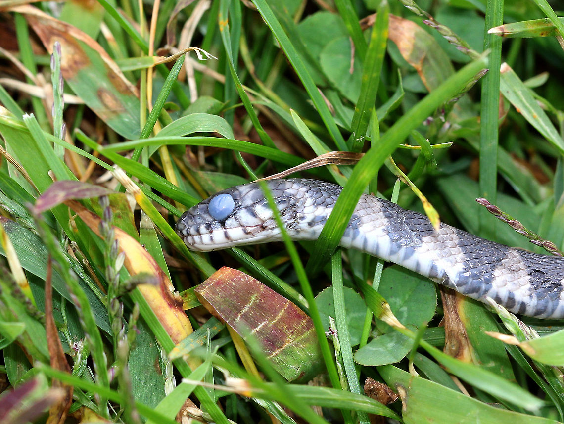 Dead Northern Water Snake - Nerodia sipedon Sorry for the disturbing photo, but this is an example of what can happen when people act out of fear. This is a dead, baby northern water snake - I found a whole pile of baby snake chunks that had been hacked up. They were piled in the middle of a grassy area next to a pond. The parents (at least, I assume they were the parents) were alive and lingering nearby.  These snakes nest in the area and I see them regularly.  Unfortunately, many people fear them and kill them out of fear that they are venomous. The snakes are inncocent, however. I think these babies had been either purposely mowed over or else chopped and piled up. A sad sight, indeed. Geotagged,Nerodia sipedon,Northern Water Snake,Summer,United States,baby snake,dead snake,nerodia,snake,water snake