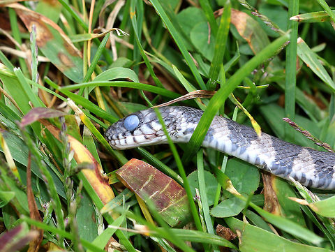 Dead Northern Water Snake - Nerodia sipedon Sorry for the disturbing photo, but this is an example of what can happen when people act out of fear. This is a dead, baby northern water snake - I found a whole pile of baby snake chunks that had been hacked up. They were piled in the middle of a grassy area next to a pond. The parents (at least, I assume they were the parents) were alive and lingering nearby.  These snakes nest in the area and I see them regularly.  Unfortunately, many people fear them and kill them out of fear that they are venomous. The snakes are inncocent, however. I think these babies had been either purposely mowed over or else chopped and piled up. A sad sight, indeed. Geotagged,Nerodia sipedon,Northern Water Snake,Summer,United States,baby snake,dead snake,nerodia,snake,water snake