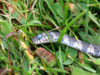 Dead Northern Water Snake - Nerodia sipedon Sorry for the disturbing photo, but this is an example of what can happen when people act out of fear. This is a dead, baby northern water snake - I found a whole pile of baby snake chunks that had been hacked up. They were piled in the middle of a grassy area next to a pond. The parents (at least, I assume they were the parents) were alive and lingering nearby.  These snakes nest in the area and I see them regularly.  Unfortunately, many people fear them and kill them out of fear that they are venomous. The snakes are inncocent, however. I think these babies had been either purposely mowed over or else chopped and piled up. A sad sight, indeed. Geotagged,Nerodia sipedon,Northern Water Snake,Summer,United States,baby snake,dead snake,nerodia,snake,water snake