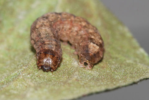 Caterpillar - Unknown Spodoptera frugiperda? Mythimna unipuncta? Noctua sp.? Or, maybe Euxoa sp.? 

Habitat: I found it at night on a bush in a rural area
https://www.jungledragon.com/image/75974/caterpillar_-_unknown.html
https://www.jungledragon.com/image/75973/caterpillar_-_unknown.html Geotagged,Summer,United States,caterpillar