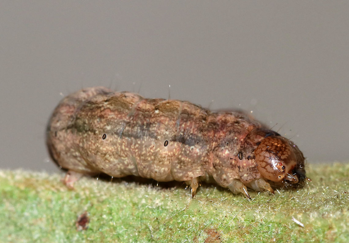 Caterpillar - Unknown Spodoptera frugiperda? Mythimna unipuncta? Noctua sp.? Or, maybe Euxoa sp.? <br />
<br />
Habitat: I found it at night on a bush in a rural area<br />
<figure class="photo"><a href="https://www.jungledragon.com/image/75970/caterpillar_-_unknown.html" title="Caterpillar - Unknown"><img src="https://s3.amazonaws.com/media.jungledragon.com/images/3232/75970_thumb.jpg?AWSAccessKeyId=05GMT0V3GWVNE7GGM1R2&Expires=1759968010&Signature=smjojtE4SRxrLJYl2kasK9qctIQ%3D" width="200" height="134" alt="Caterpillar - Unknown Spodoptera frugiperda? Mythimna unipuncta? Noctua sp.? Or, maybe Euxoa sp.? <br />
<br />
Habitat: I found it at night on a bush in a rural area<br />
https://www.jungledragon.com/image/75974/caterpillar_-_unknown.html<br />
https://www.jungledragon.com/image/75973/caterpillar_-_unknown.html Geotagged,Summer,United States,caterpillar" /></a></figure><br />
<figure class="photo"><a href="https://www.jungledragon.com/image/75974/caterpillar_-_unknown.html" title="Caterpillar - Unknown"><img src="https://s3.amazonaws.com/media.jungledragon.com/images/3232/75974_thumb.jpg?AWSAccessKeyId=05GMT0V3GWVNE7GGM1R2&Expires=1759968010&Signature=2SrO7CuVWrWSWQUHb0clye7Il3Y%3D" width="200" height="144" alt="Caterpillar - Unknown Spodoptera frugiperda? Mythimna unipuncta? Noctua sp.? Or, maybe Euxoa sp.? <br />
<br />
Habitat: I found it at night on a bush in a rural area<br />
https://www.jungledragon.com/image/75970/caterpillar_-_unknown.html<br />
https://www.jungledragon.com/image/75973/caterpillar_-_unknown.html Geotagged,Summer,United States" /></a></figure> Geotagged,Summer,United States,caterpillar