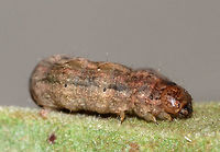 Caterpillar - Unknown Spodoptera frugiperda? Mythimna unipuncta? Noctua sp.? Or, maybe Euxoa sp.? <br />
<br />
Habitat: I found it at night on a bush in a rural area<br />
https://www.jungledragon.com/image/75970/caterpillar_-_unknown.html<br />
https://www.jungledragon.com/image/75974/caterpillar_-_unknown.html Geotagged,Summer,United States,caterpillar