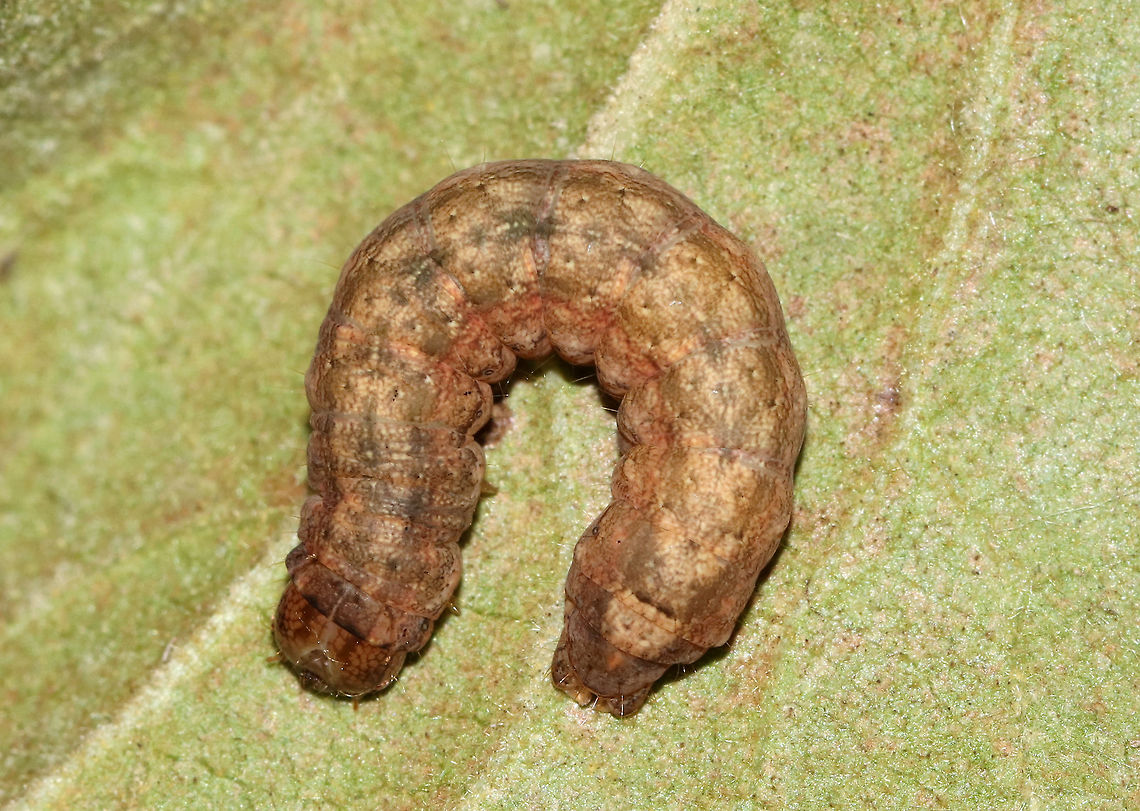 Caterpillar - Unknown Spodoptera frugiperda? Mythimna unipuncta? Noctua sp.? Or, maybe Euxoa sp.? <br />
<br />
Habitat: I found it at night on a bush in a rural area<br />
<figure class="photo"><a href="https://www.jungledragon.com/image/75970/caterpillar_-_unknown.html" title="Caterpillar - Unknown"><img src="https://s3.amazonaws.com/media.jungledragon.com/images/3232/75970_thumb.jpg?AWSAccessKeyId=05GMT0V3GWVNE7GGM1R2&Expires=1769040010&Signature=vQwsfddzFFTtKtk7mFz4DpNqUgU%3D" width="200" height="134" alt="Caterpillar - Unknown Spodoptera frugiperda? Mythimna unipuncta? Noctua sp.? Or, maybe Euxoa sp.? <br />
<br />
Habitat: I found it at night on a bush in a rural area<br />
https://www.jungledragon.com/image/75974/caterpillar_-_unknown.html<br />
https://www.jungledragon.com/image/75973/caterpillar_-_unknown.html Geotagged,Summer,United States,caterpillar" /></a></figure><br />
<figure class="photo"><a href="https://www.jungledragon.com/image/75973/caterpillar_-_unknown.html" title="Caterpillar - Unknown"><img src="https://s3.amazonaws.com/media.jungledragon.com/images/3232/75973_thumb.jpg?AWSAccessKeyId=05GMT0V3GWVNE7GGM1R2&Expires=1769040010&Signature=EI8cpl3QLymfnGHrfEx%2BjubjyTY%3D" width="200" height="140" alt="Caterpillar - Unknown Spodoptera frugiperda? Mythimna unipuncta? Noctua sp.? Or, maybe Euxoa sp.? <br />
<br />
Habitat: I found it at night on a bush in a rural area<br />
https://www.jungledragon.com/image/75970/caterpillar_-_unknown.html<br />
https://www.jungledragon.com/image/75974/caterpillar_-_unknown.html Geotagged,Summer,United States,caterpillar" /></a></figure> Geotagged,Summer,United States